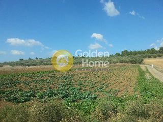 Οικόπεδο 5.000 τ.μ. για πώληση