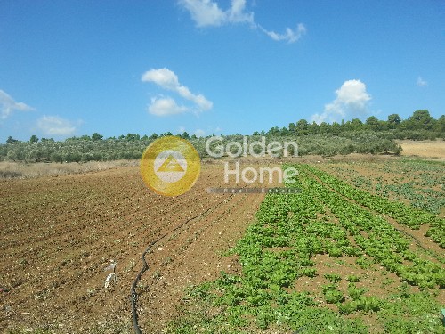 Οικόπεδο 5.000 τ.μ. προς πώληση, Εύβοια, Μεσσαπία