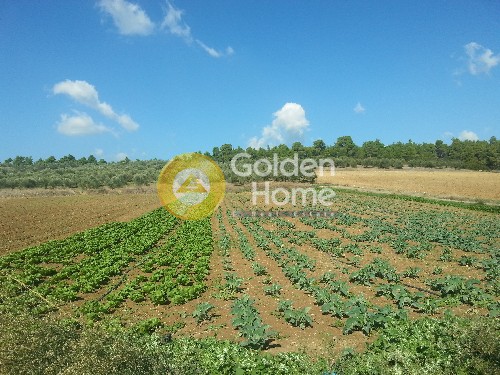 Οικόπεδο 5.000 τ.μ. προς πώληση, Εύβοια, Μεσσαπία