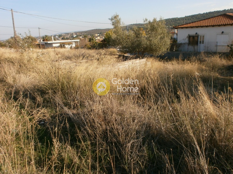 Αγροτεμάχια 323 τ.μ. προς πώληση, Δήλεσι