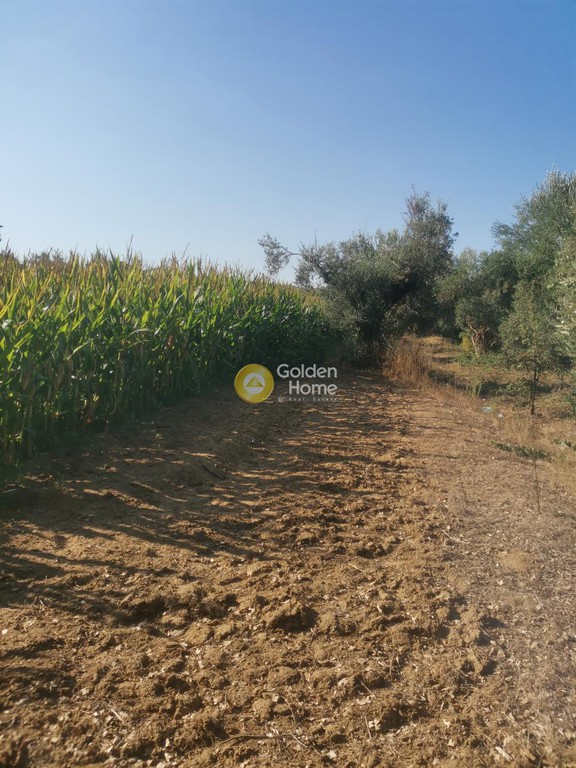 Αγροτεμάχια 3.200 τ.μ. προς πώληση, Ράχες Εχιναίων