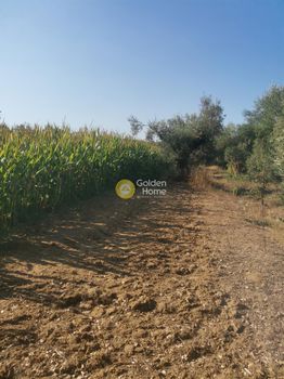 Parcel 3.200sqm for sale-ΕChineon » Raches