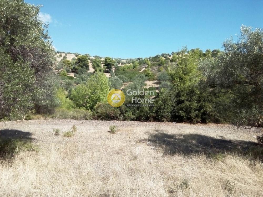 Αγροτεμάχια 20.000 τ.μ. προς ενοικίαση, Αθήνα - Ανατολικά Προάστια, Γραμματικό