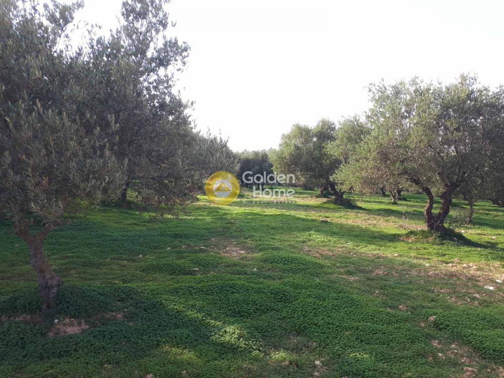 Οικόπεδο 19.005 τ.μ. προς πώληση, Ευαγγελισμός Καστελλίου