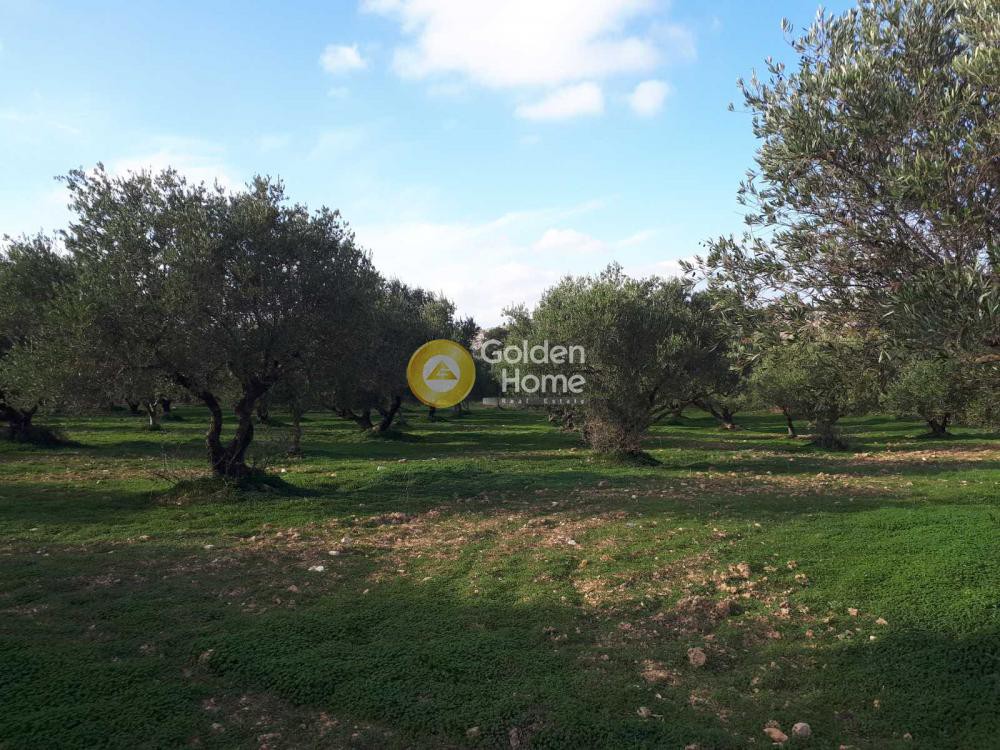 Οικόπεδο 19.005 τ.μ. προς πώληση, Ευαγγελισμός Καστελλίου