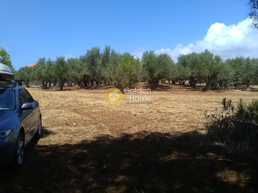 Αγροτεμάχια 13.000 τ.μ. προς πώληση, Μαραθόπολη