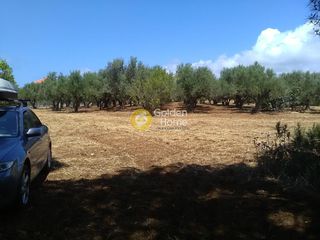 Αγροτεμάχια 13.000 τ.μ. για πώληση
