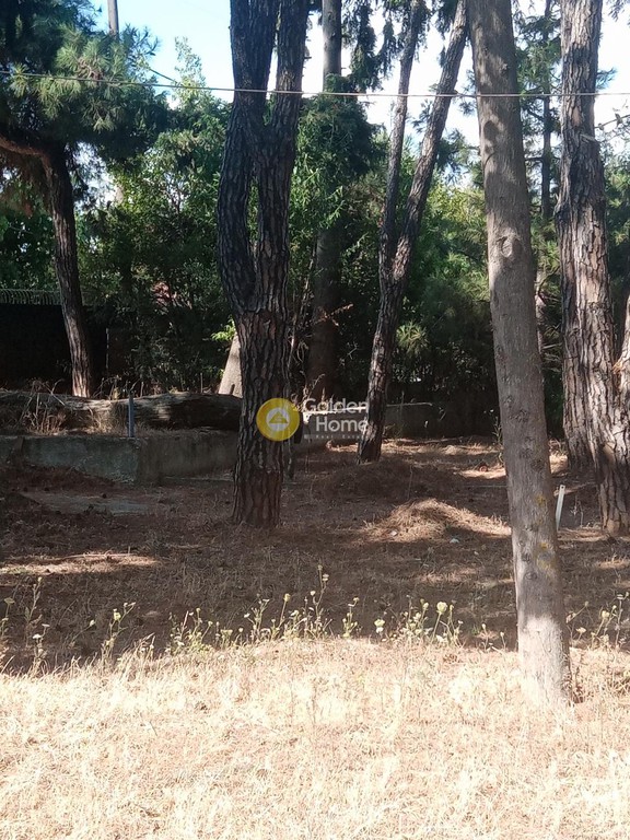 Οικόπεδο 10.000 τ.μ. προς πώληση, Αθήνα - Βόρεια Προάστια, Δροσιά