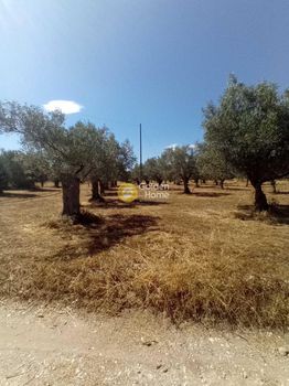 Οικόπεδο 2.023τ.μ. για πώληση-Βόρεια κυνουρία » Παράλιο άστρος