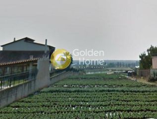 Αγροτεμάχια 4.691 τ.μ. για πώληση