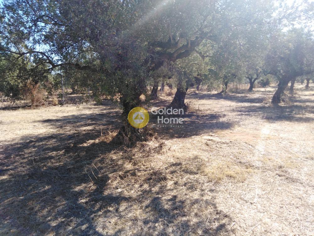 Αγροτεμάχια 2.700 τ.μ. προς πώληση, Μεσσηνία, Κυπαρισσία