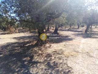Αγροτεμάχια 2.700 τ.μ. για πώληση, Μεσσηνία, Κυπαρισσία-thumb-4