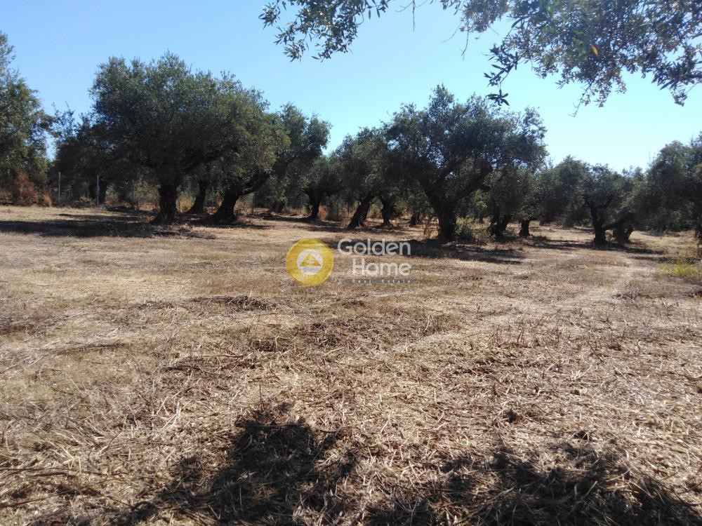 Αγροτεμάχια 2.700 τ.μ. προς πώληση, Μεσσηνία, Κυπαρισσία