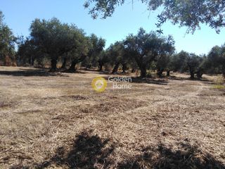Αγροτεμάχια 2.700 τ.μ. για πώληση, Μεσσηνία, Κυπαρισσία-thumb-2