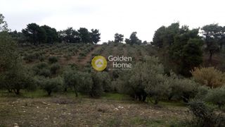 Αγροτεμάχια 4.000 τ.μ. για πώληση