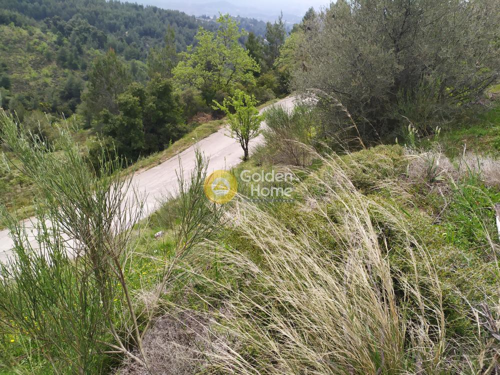Αγροτεμάχια 4.750 τ.μ. προς πώληση, Αττική - Υπόλοιπο, Πολυδένδρι