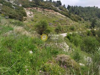 Αγροτεμάχια 4.750 τ.μ. για πώληση, Αττική - Υπόλοιπο, Πολυδένδρι-thumb-1