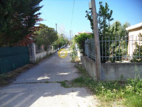 Αγροτεμάχια 4.147 τ.μ. για πώληση