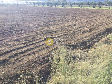 Αγροτεμάχια 4.087τ.μ. για πώληση-Θέρμη » Βασιλικά » Κέντρο