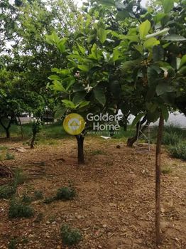 Οικόπεδο 275τ.μ. για πώληση-Χαλκίδα » Έξω παναγίτσα