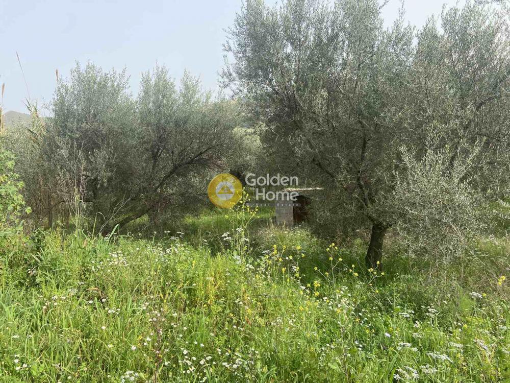 Αγροτεμάχια 6.500 τ.μ. προς πώληση, Αχαΐα, Ερίνεο