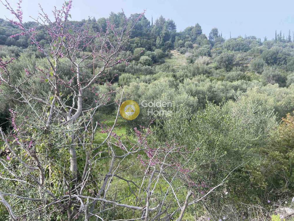 Αγροτεμάχια 6.500 τ.μ. προς πώληση, Αχαΐα, Ερίνεο