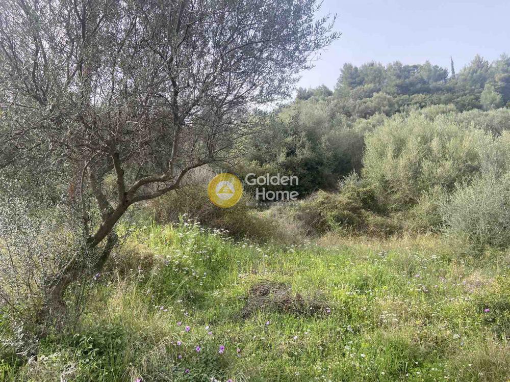 Αγροτεμάχια 6.500 τ.μ. προς πώληση, Αχαΐα, Ερίνεο