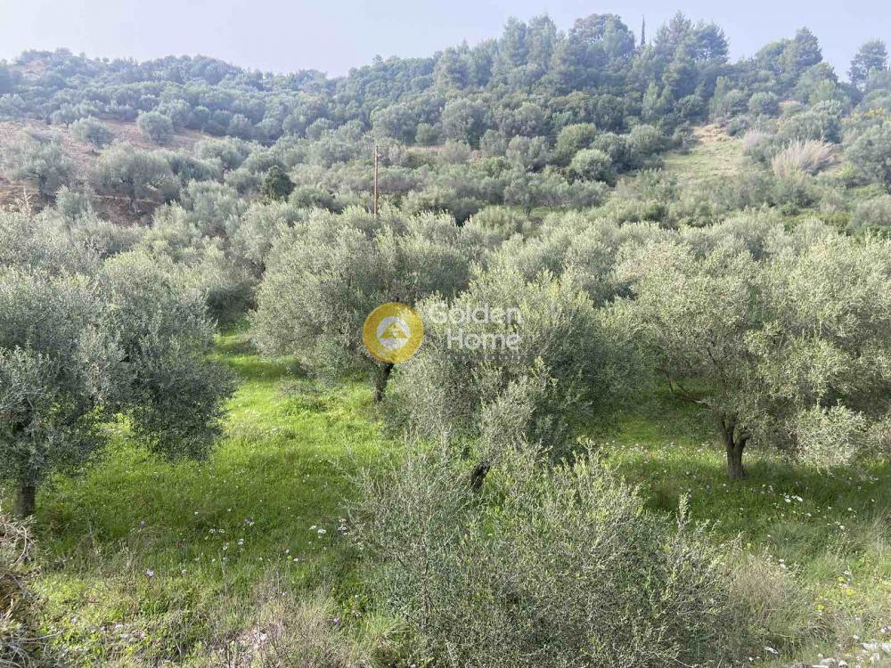Αγροτεμάχια 6.500 τ.μ. προς πώληση, Αχαΐα, Ερίνεο