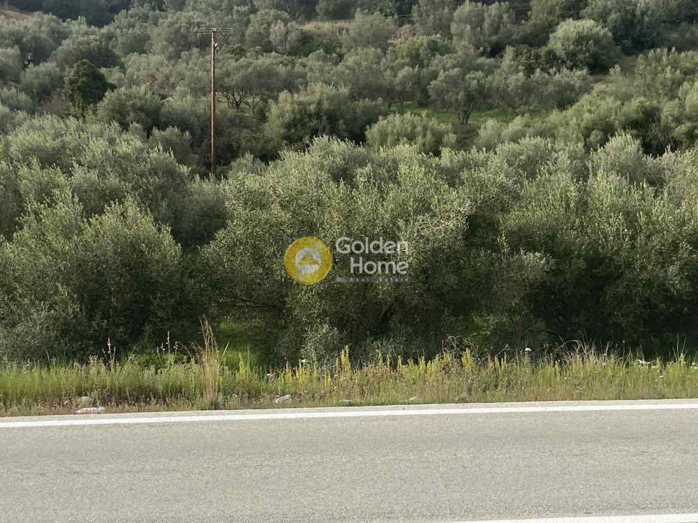 Αγροτεμάχια 6.500 τ.μ. προς πώληση, Αχαΐα, Ερίνεο