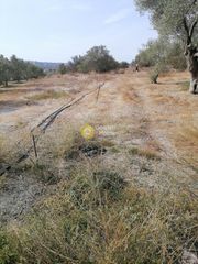 Οικόπεδο 4.606 τ.μ. προς πώληση, Καμηλάρι-thumb-1