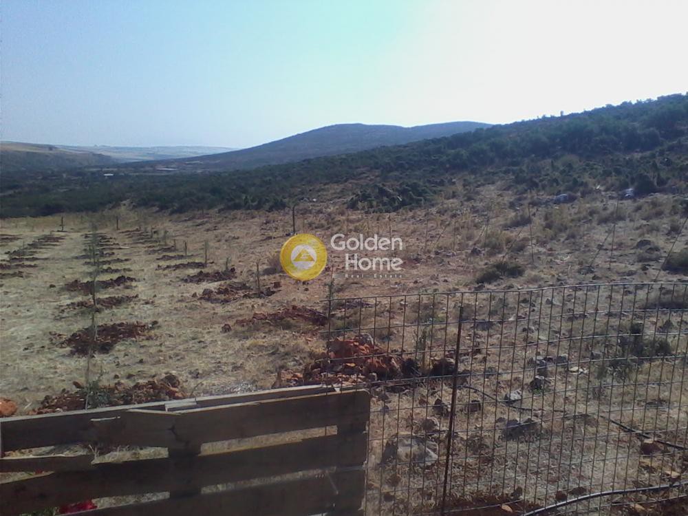 Αγροτεμάχια 5.000 τ.μ. προς πώληση, Βοιωτία, Πλαταιές