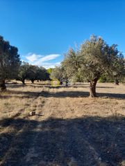 Αγροτεμάχια 18.250 τ.μ. για πώληση
