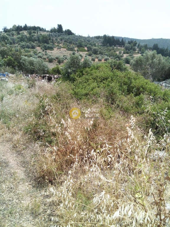 Αγροτεμάχια 291 τ.μ. προς πώληση, Αττική - Υπόλοιπο, Ραφήνα