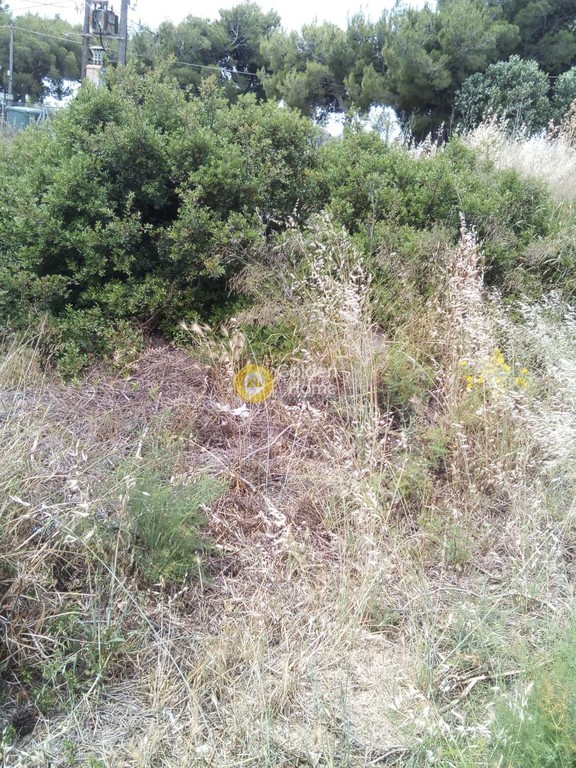 Αγροτεμάχια 291 τ.μ. προς πώληση, Αττική - Υπόλοιπο, Ραφήνα