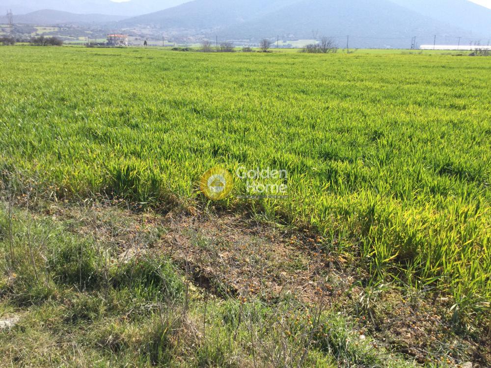 Αγροτεμάχια 8.730 τ.μ. προς πώληση, Κέντρο Βασιλικών
