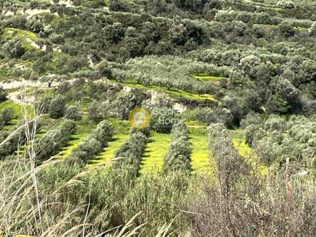 Αγροτεμάχια 8.000 τ.μ. προς πώληση