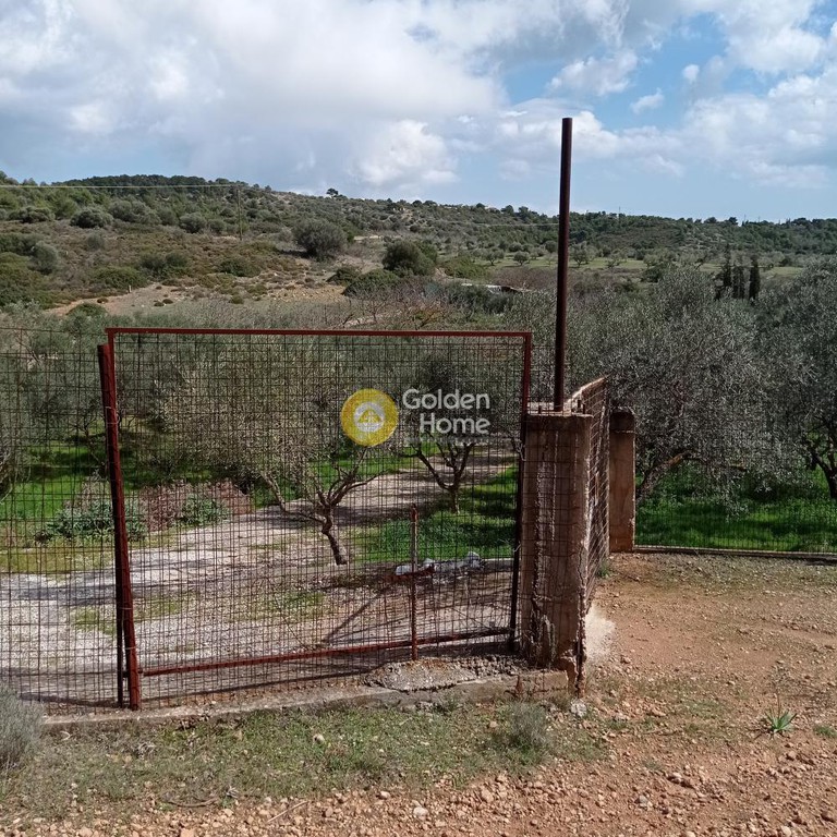 Αγροτεμάχια 7.000 τ.μ. πρός πώληση, Αθήνα - Ανατολικά Προάστια, Αρτέμιδα (λούτσα)