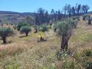 Parcel 2.500sqm for sale-Artemisio » Palaiokastro