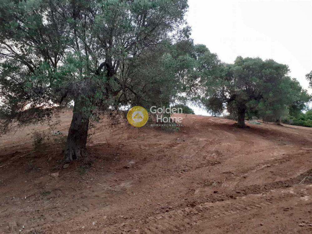 Αγροτεμάχια 8.163 τ.μ. πρός πώληση, Χαλκιδική, Παλλήνη
