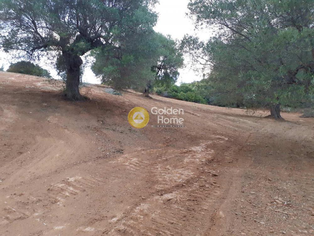 Αγροτεμάχια 8.163 τ.μ. πρός πώληση, Χαλκιδική, Παλλήνη