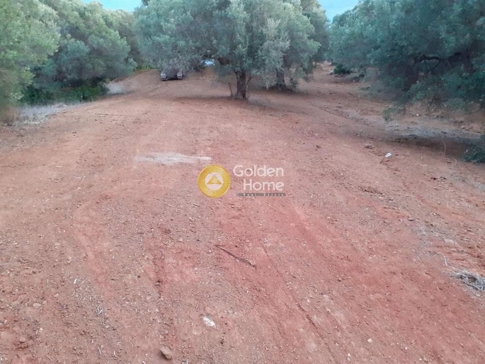 Αγροτεμάχια 8.163 τ.μ. πρός πώληση, Χαλκιδική, Παλλήνη