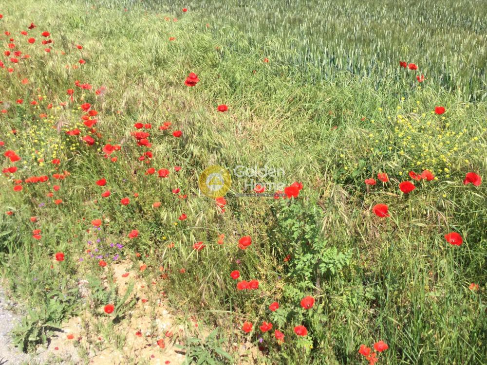 Αγροτεμάχια 9.197 τ.μ. πρός ενοικίαση, Χαλκιδική, Παλλήνη
