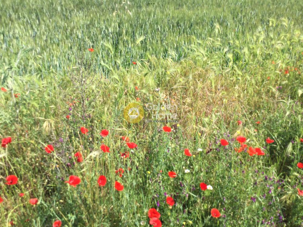 Αγροτεμάχια 9.197 τ.μ. πρός ενοικίαση, Χαλκιδική, Παλλήνη