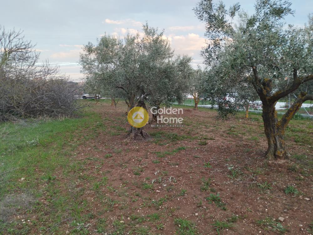 Αγροτεμάχια 1.124 τ.μ. πρός πώληση, Αττική - Υπόλοιπο, Κ. Καπανδριτίου
