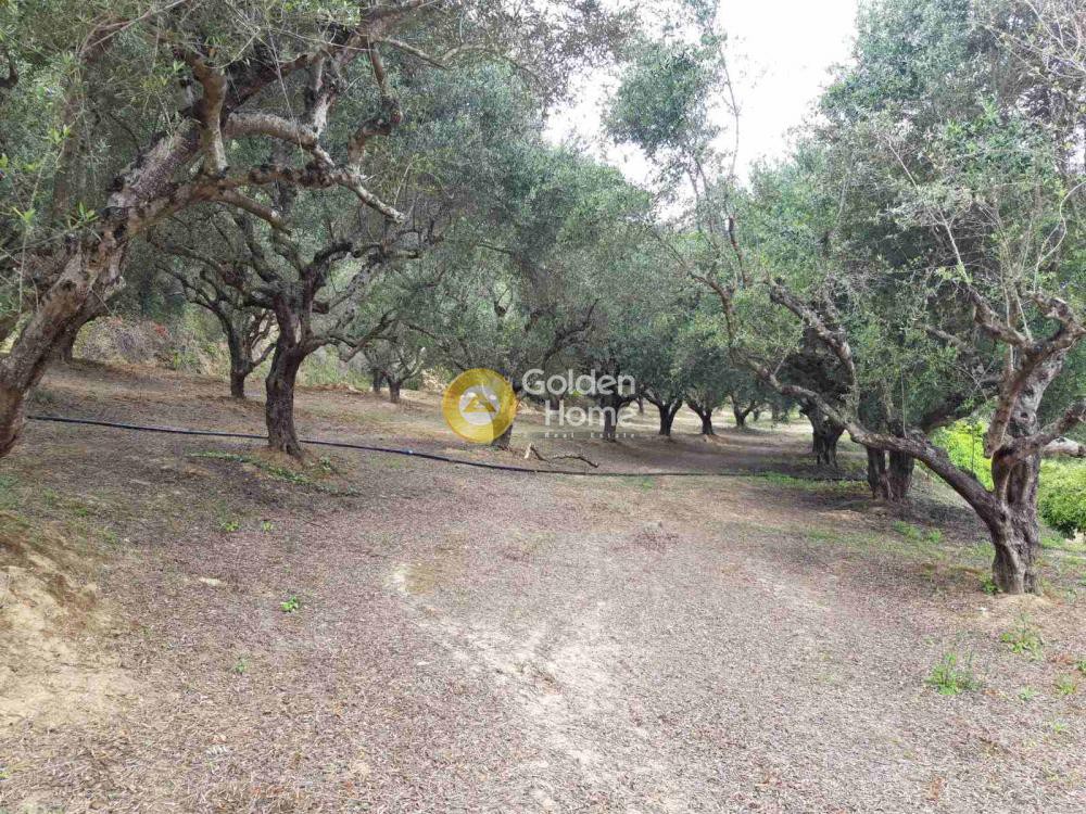 Αγροτεμάχια 6.700 τ.μ. πρός πώληση, Μεσσηνία, Αίπεια