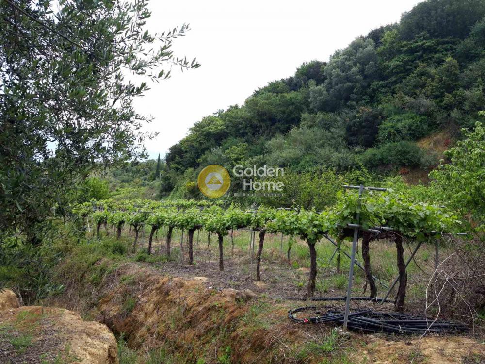 Αγροτεμάχια 6.700 τ.μ. πρός πώληση, Μεσσηνία, Αίπεια