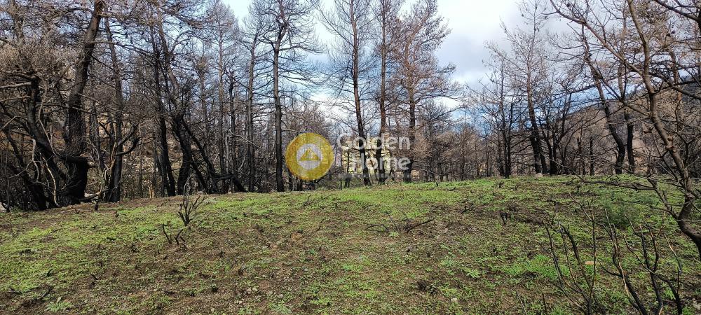Οικόπεδο 2.004 τ.μ. πρός πώληση, Αττική - Υπόλοιπο, Αφίδνες
