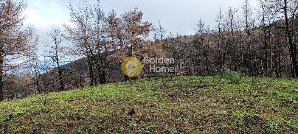 Οικόπεδο 2.004 τ.μ. πρός πώληση, Αττική - Υπόλοιπο, Αφίδνες