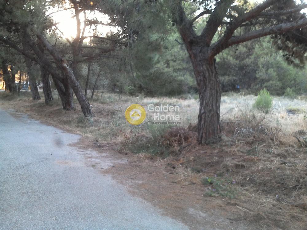 Αγροτεμάχια 308 τ.μ. πρός πώληση, Αθήνα - Δυτικά Προάστια, Αχαρνές