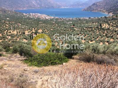 Αγροτεμάχια 5.050 τ.μ. πρός πώληση, Βοιωτία, Λιβαδειά
